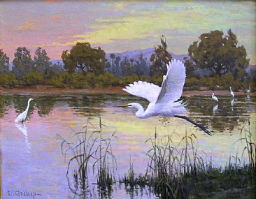 Softly Rising - Egrets at Sunrise by David Gallup