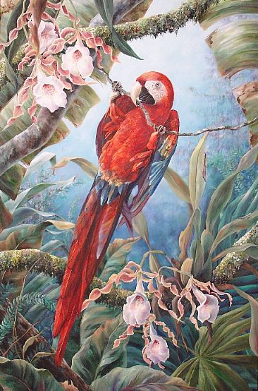 Hanging - Scarlet macaw hanging from a vine by Sarah Baselici
