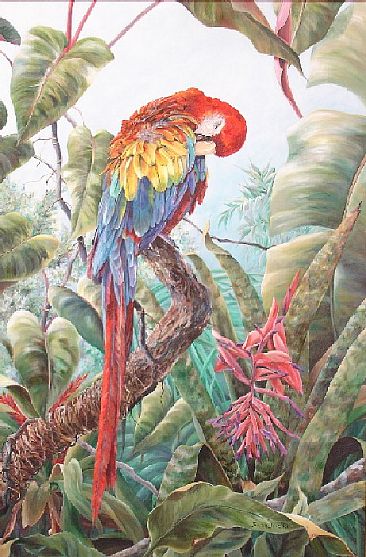 Preening - Scarlet macaw preening by Sarah Baselici