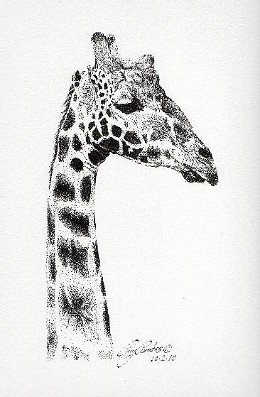 Giraffe -  by Guy Combes