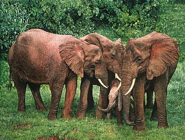 The Creche - Aberdare Elephants by Guy Combes