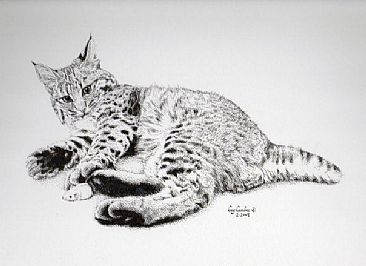 Bobcat -  by Guy Combes