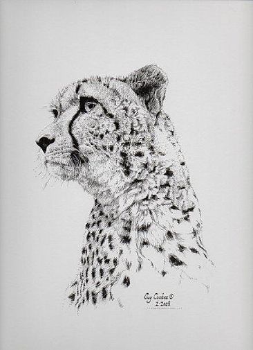 Cheetah -  by Guy Combes