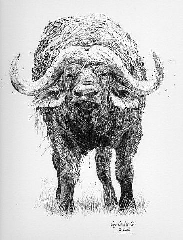 Buffalo Pencil -  by Guy Combes