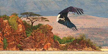 Siren's Isle - African Fish eagle by Guy Combes