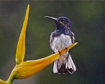 Bird in Paradise - White-necked jacobin hummingbird by Michelle McCune