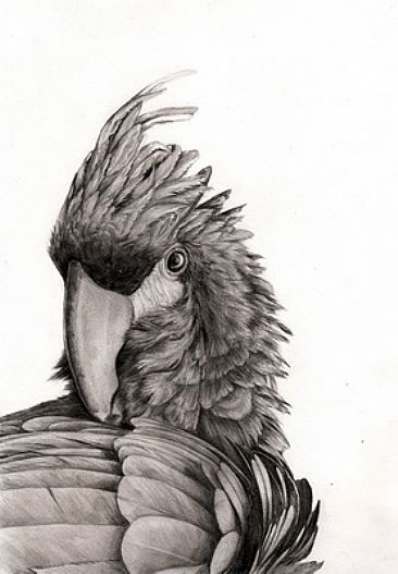 Palm Cockatoo - Probosciger aterrimus by Ji Qiu