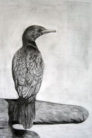 Little Black Cormorant - Little Black Cormorant by Ji Qiu