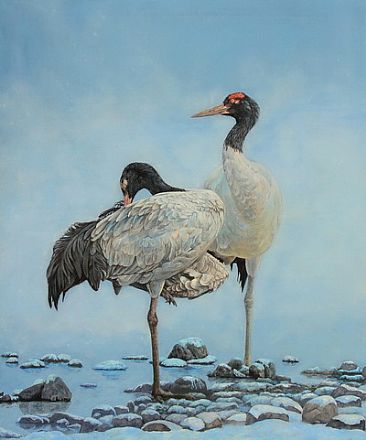 Black-necked Crane - Grus nigricollis by Ji Qiu