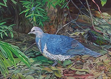 Wonga Pigeon - Leucosarcia melanoleuca by Ji Qiu