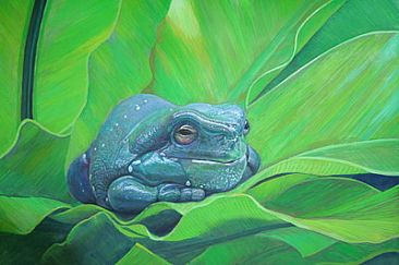 Splendid Tree Frog - Litoria splendida by Ji Qiu