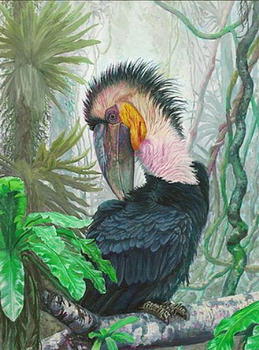 Wreathed Hornbill  - Rhyticeros undulatus by Ji Qiu