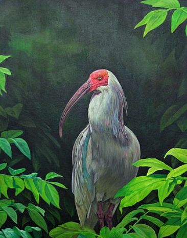 Crested Ibis - Nipponia nippon by Ji Qiu