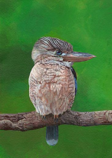 Blue-winged Kookaburra - Dacelo leachii by Ji Qiu