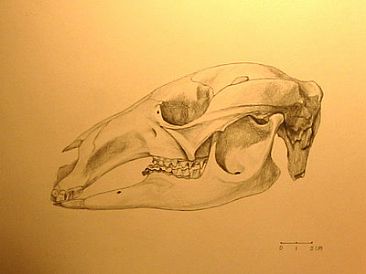 Kangaroo Skull - Grey Kangaroo by Ji Qiu