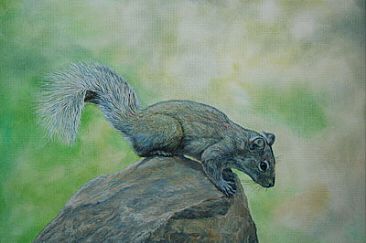 David's Rock Squirrel - Sciruotamias davidianus by Ji Qiu