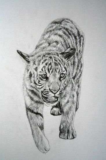 Tiger cub -  by Ji Qiu