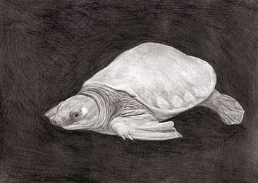 Pig-nosed turtle - Carettochelys insculpta by Ji Qiu