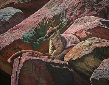 Rock Dweller - Yellow-footed Rock Wallaby by Ji Qiu