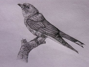 Dusky Woodswallow - Artamus cyanopterus by Ji Qiu