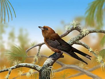 Dusky Woodswallow - Artamus cyanopterus by Ji Qiu