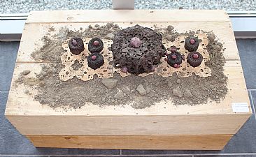 from dirt to table - the close link between our soil and our daily life by Hilde_Aga Brun