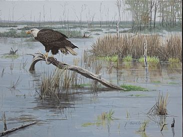 Blackwater King - Bald Eagle by Suzie Seerey-Lester