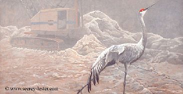 Sand Hill Cranes - Studio Paintings by Suzie Seerey-Lester