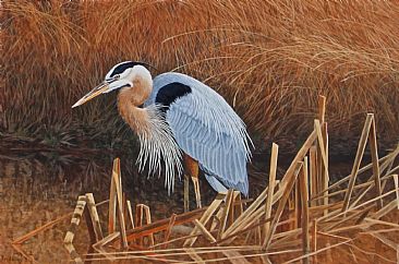 Great Blue Heron - Great Blue Heron by Chris Frolking