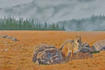 Hope Valley Coyote - coyote by Chris Frolking