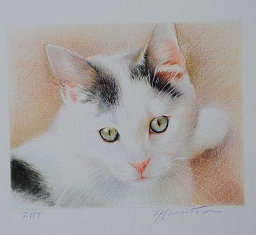 cat - cat by Lorna Hamilton