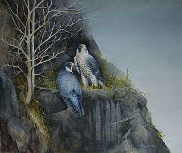 The Pilgrim's Rest - Peregrine Falcons by Lorna Hamilton
