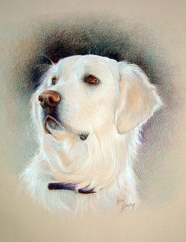 Golden Retriever - Dog by Lorna Hamilton