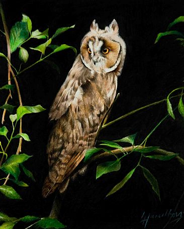 Hideaway - Long Eared Owl by Lorna Hamilton
