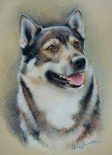 Swedish Vallhund - dog by Lorna Hamilton
