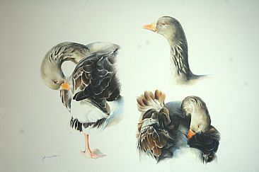 Greylag goose study - Greylag goose by Lorna Hamilton
