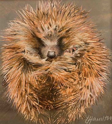 What's the point? - Hedgehog by Lorna Hamilton