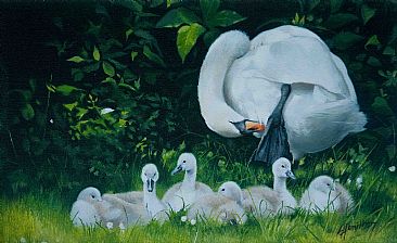 Untitled - Mute Swan by Lorna Hamilton
