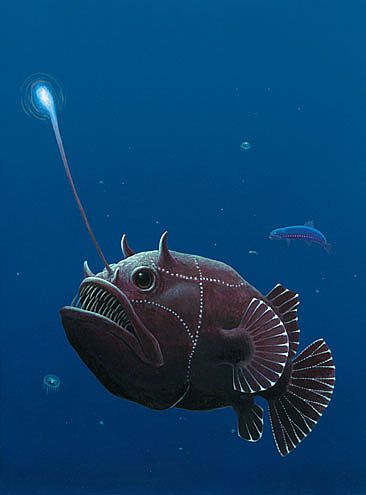 lantern fish.