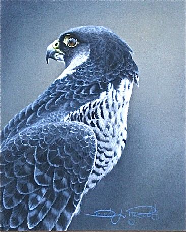 Peregrine Falcon (Sold). - Peregrine Falcon. by David Prescott