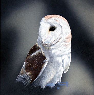 Barn Owl, Study. (Sold) - Barn Owl by David Prescott