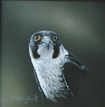 Peregrine Falcon, Study (Sold) - Peregrine Falcon by David Prescott