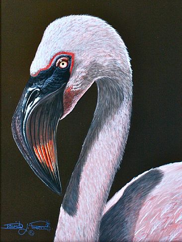 Flamingo.   ( Sold ) - Flamingo. by David Prescott