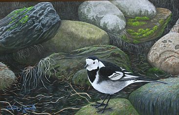 On The Rocks. (Sold) - Pied Wagtail by David Prescott
