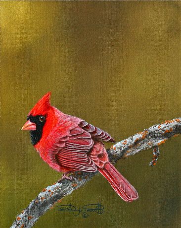 Cardinal.   ( Sold ) - Male North American Cardinal. by David Prescott