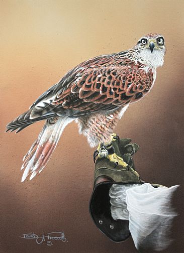Ferruginous Hawk. (Sold) - Ferruginous Hawk, falconers bird. by David Prescott