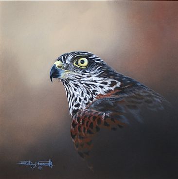 Sparrow Hawk, Study. (Sold). - Sparrow Hawk. by David Prescott