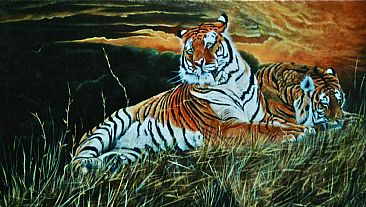 Tiger Sunset.   (Sold) - Bengal Tigers.   by David Prescott