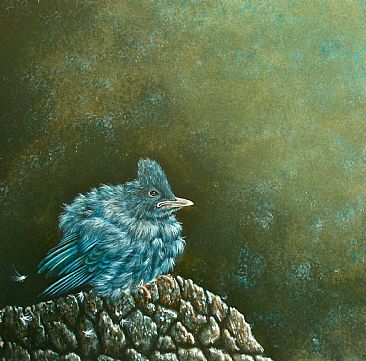 All Alone, Steller's Jay Chick. (Sold) - Juvenile Steller's Jay. by David Prescott