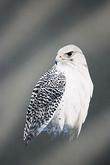 Gyr Falcon (Sold) - Gyr Falcon by David Prescott